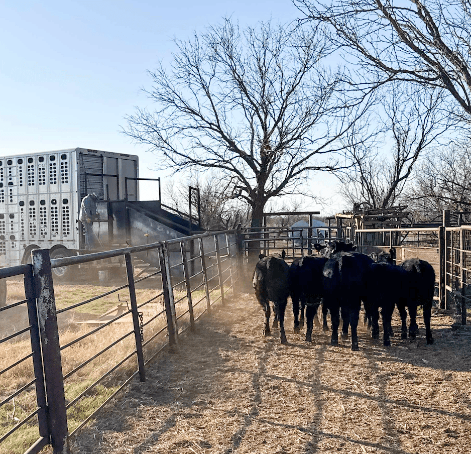 LiveAg_Blog_ShippingCattle