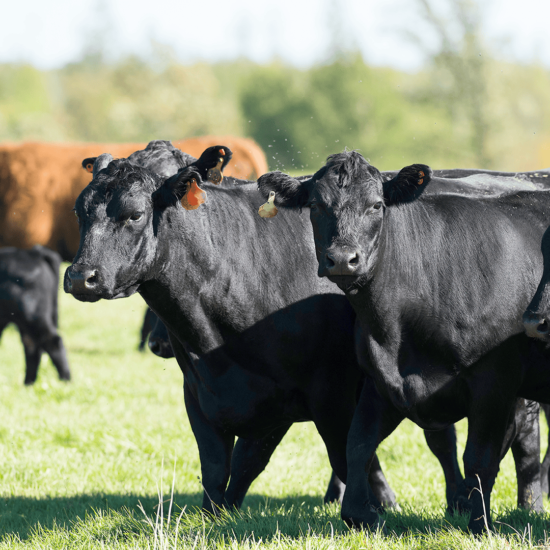 LiveAg_GeneralCattle_Square
