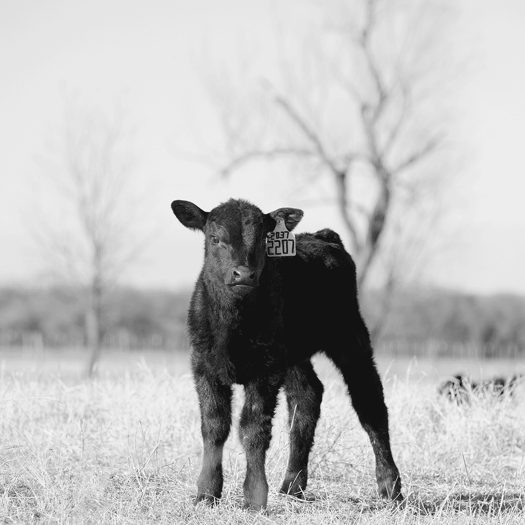 LiveAg_GeneralCattle_Square_3