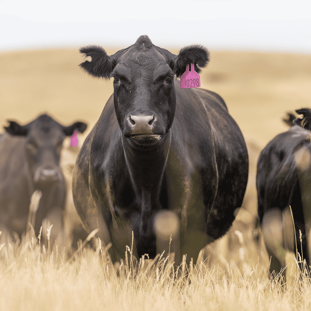 LiveAg_GeneralCattle_Square_5